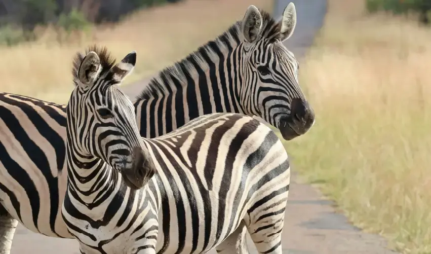Viaje viaje-africa-sudafrica-johannesburgo-pretoria-kruger-ciudad-cabo-4904