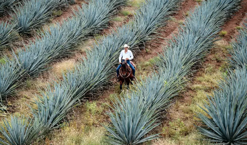 Viaje viaje-guadalajara-jalisco-mexico-5244